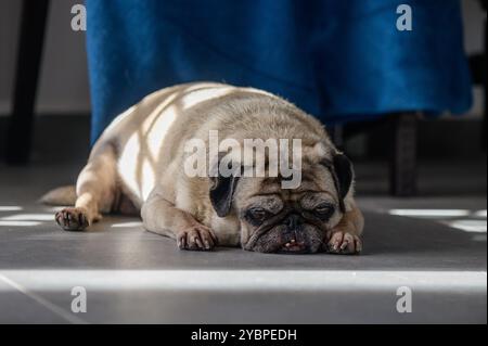 Un sonnolento pug si estende comodamente sul pavimento fresco, crogiolandosi nella calda luce del sole che scorre attraverso una tenda blu, godendosi un momento di pace. Foto Stock