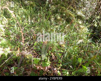 Piccola felce dura (Blechnum penna-marina) Plantae Foto Stock