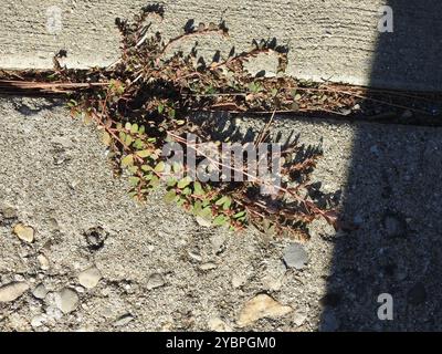 Spurge maculata (Euphorbia maculata) Plantae Foto Stock