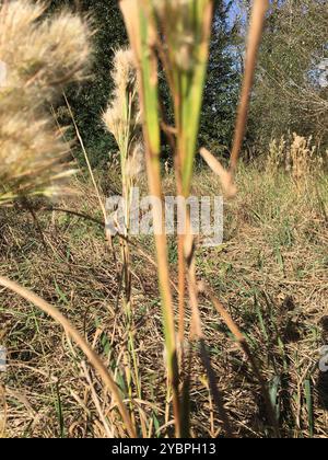 (Andropogon glomeratus) Plantae Foto Stock