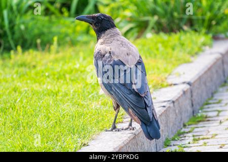 Corvo con cappuccio, corvus Cornix, chiamato anche la felpa, in piedi sul prato in autunno o nella foresta di primavera Foto Stock