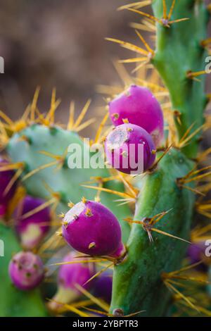 I frutti di fico d'India si distinguono contro il cactus verde, circondato da spine dorate affilate. Foto Stock