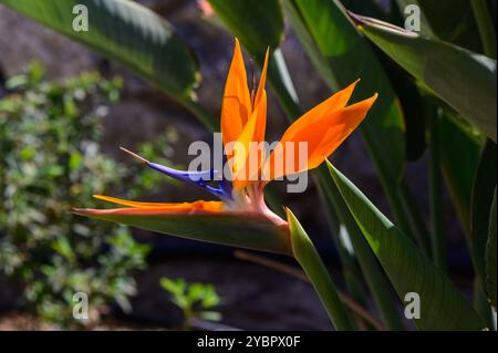 Uno splendido uccello di fiori paradisiaci si erge alto in un giardino illuminato dal sole, con i suoi luminosi petali arancioni che contrastano splendidamente con i vivaci accenti blu e su Foto Stock