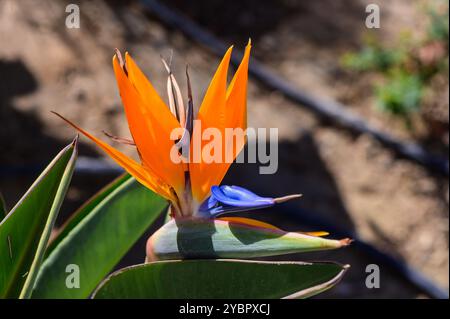 In un giardino illuminato dal sole, un suggestivo uccello arancione di fiori paradisiaci apre i suoi vibranti petali, mostrando i suoi splendidi accenti blu contro un rigoglioso lascito verde Foto Stock