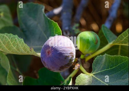 Un vibrante albero di fico mostra i suoi ricchi frutti viola e verdi tra lussureggianti foglie verdi, crogiolandosi al caldo sole estivo, pronti per la raccolta. Foto Stock