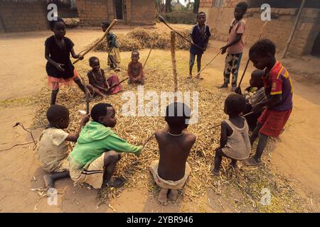 République Démocratique du Congo, Tshikenda, 2023-08-24. Les enfants du Village sont en train de battre les haricots par terre pour les décortiquer. P Foto Stock