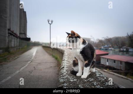 Sfocatura selettiva su un gatto randagio femminile, un gatto calico, giovane, in piedi a Pancevo, Serbia, all'aperto, abbandonato. È un tipico gatto tricolore, br. Europeo Foto Stock