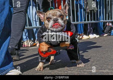 Questo bulldog è vestito per Cinco de Mayo per la 34a sfilata annuale Tompkins Square Halloween Dog Parade nel Tompkins Square Park sabato 19 ottobre 2024. (Foto: Gordon Donovan) Foto Stock