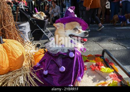 Il cane da strega viene spinto in un carro durante la 34a sfilata annuale Tompkins Square Halloween Dog Parade nel Tompkins Square Park sabato 19 ottobre 2024. (Foto: Gordon Donovan) Foto Stock