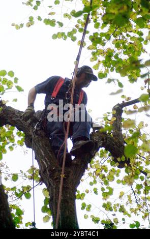 aborista che lavora in altezza durante la cura degli alberi e aborista che potava gli alberi che lavora in altezza durante la cura degli alberi Foto Stock