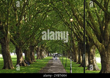 Plane Tree avenue (Platanus hispanica) nel Jesus Green Park, Cambridge, Cambridgeshire, Inghilterra, Gran Bretagna Foto Stock