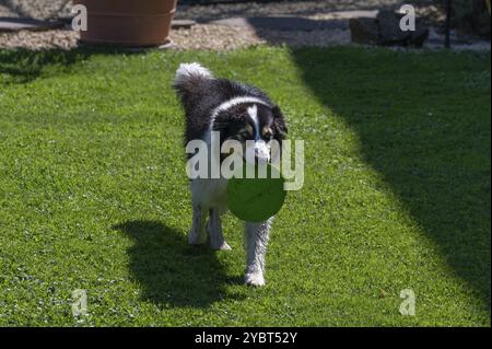 Cane, razza pastore australiano recupera un disco frisbee Baviera, Germania, Europa Foto Stock