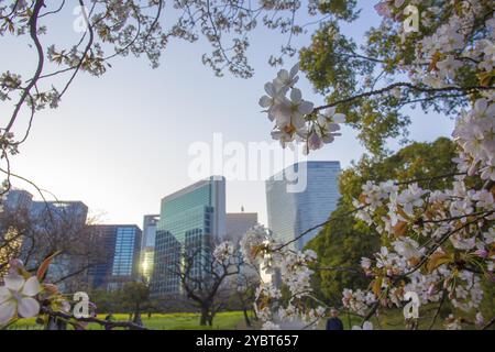 Fiori di ciliegio bianco-rosa come decorazione per enormi grattacieli a distanza, cielo blu della sera Foto Stock