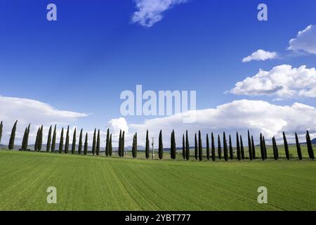 Documentazione fotografica di una fila di cipressi in provincia di Siena Foto Stock