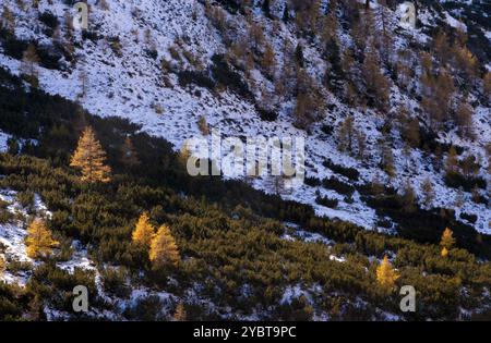 In autunno gli alberi colorati su un pendio di montagna vicino al villaggio italiano Livigno Foto Stock