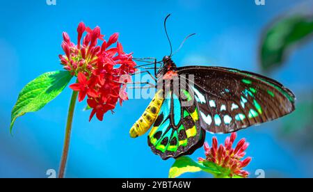 Spettacolare Birdwing Butterly su fiori rosa Foto Stock