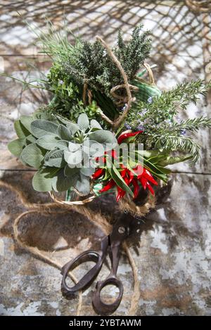 Prodotto del giardino, mazzo di erbe essenziali per la cucina mediterranea Foto Stock