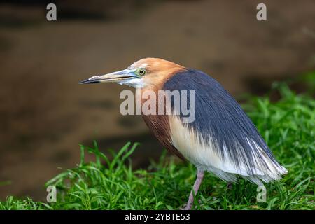 Corpo completo di aironi di Giava, Ardeola speciosa sullo stagno Foto Stock