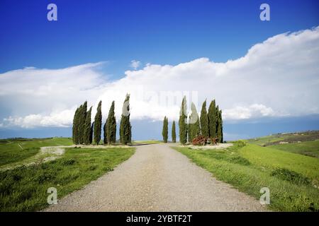 Documentazione fotografica dei cipressi in provincia di Siena Toscana Italia Foto Stock