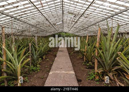 Piantagione di ananas in una serra nell'isola di Sao Miguel delle Azzorre Foto Stock