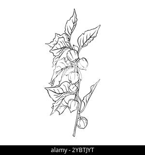 Composizione del ramo di Physalis. Illustrazione del vettore Physalis. Semplice disegno della linea Superfood Physalis Tsiplukan Fruit Illustrazione Vettoriale