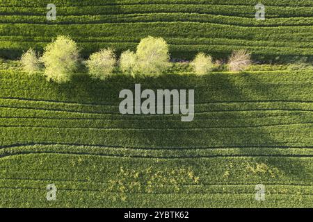 Documentazione fotografica aerea del colore verde del grano in primavera Foto Stock