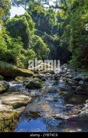 Piccolo fiume che attraversa la foresta pluviale tra le rocce e la vegetazione di Ilhabela Foto Stock