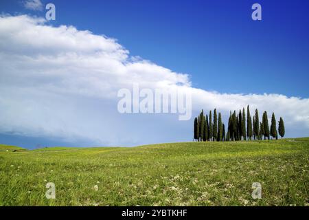 Documentazione fotografica dei cipressi in provincia di Siena Toscana Italia Foto Stock