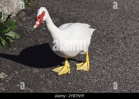 White Muscovy Duck, Cairina moschata, a piedi sulla strada Foto Stock