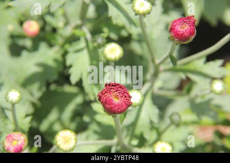 fiori del crisantemo che stanno per fiorire. Foto Stock