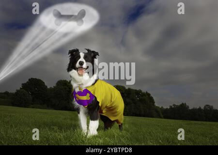 Angolazione ridotta di un cane da pastore vestito da supercane, con un riflettore a forma di osso proiettato sopra la testa Foto Stock