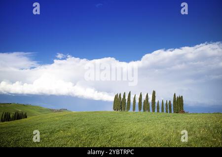 Documentazione fotografica dei cipressi in provincia di Siena Toscana Italia Foto Stock