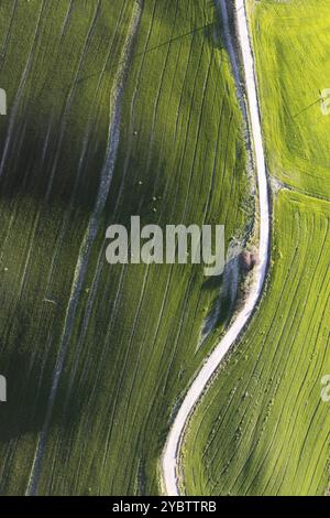 Documentazione fotografica aerea del colore verde di un campo in primavera Foto Stock