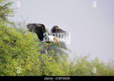 Cicogne dipinte (Mycteria lecucophala) al volo, fauna selvatica di bhopal, India Foto Stock