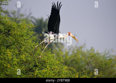 Cicogne dipinte (Mycteria lecucophala) al volo, fauna selvatica di bhopal, India Foto Stock