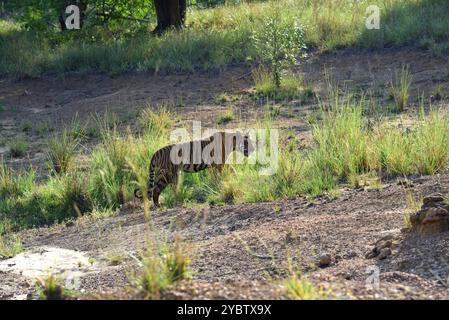 Tigre maschio che cammina al mattino, fauna selvatica di bhopal, India Foto Stock