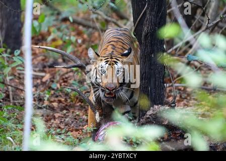 Tigre che mangiano cervi Sambar, Wildlife bhopal, India Foto Stock