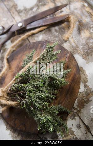 Prodotto del giardino, mazzo di timo essenziale per la cucina mediterranea Foto Stock