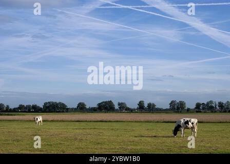 Le mucche in un campo sotto un cielo pieno di contrails vicino al villaggio olandese di Uppel Foto Stock