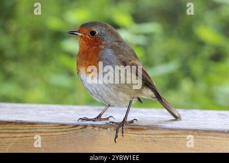 Robin Erithacus rubecula Foto Stock