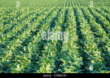 Piante di soia verde piantate in filari che crescono su terreni coltivati su terreni biologici Foto Stock