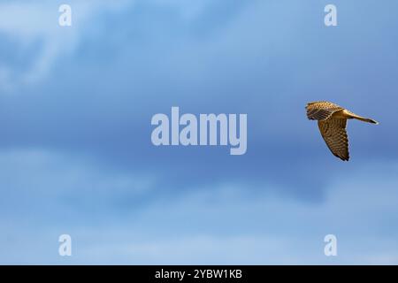 Gheppio minore o gheppio comune (Falco tinnunculus) con piume marroni in volo contro un cielo blu profondo a Vienna, Austria Foto Stock