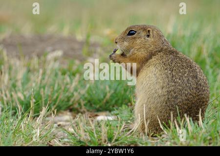 Ritratto di uno scoiattolo europeo (Spermophilus citellus) noto anche come "Ziesel", una specie in via di estinzione che si trova in una prateria in Austria e che mangia Foto Stock