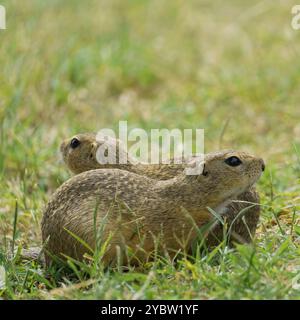 Ritratto di due scoiattoli europei (Spermophilus citellus) noti anche come "Ziesel", una specie in via di estinzione che si trova in una prateria in Austria Foto Stock