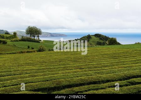 Piantagione di tè tropicale nell'isola di Sao Miguel, Azzorre, Portogallo. Piantagione di tè a Porto Formoso. Incredibile paesaggio di straordinaria bellezza naturale Foto Stock