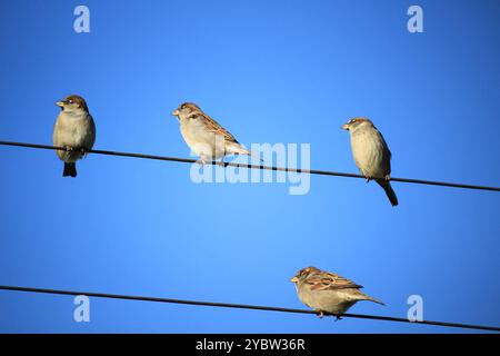 Un branco di passeri su fili elettrici. Uccelli Foto Stock