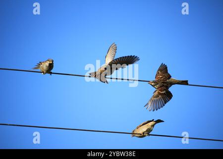 Un branco di passeri su fili elettrici. Uccelli Foto Stock