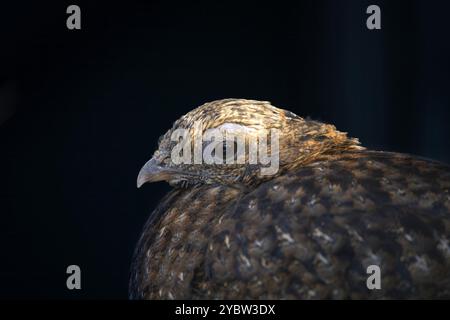 Femmina cornuto cremisi di fagiano con la sua faccia in primo piano, uccello tropicale specie dall'himalaya montagne dell Asia Foto Stock