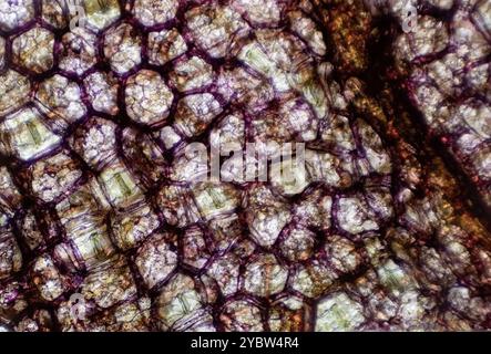 primo piano di una foglia di trade scantia essiccata sotto un microscopio che mostra la stomata. Foto Stock