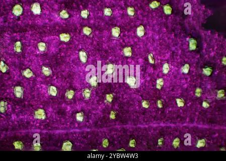 primo piano di una foglia di trade scantia sotto il microscopio che mostra lo stomata Foto Stock